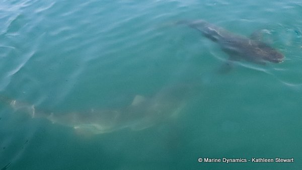 Bronze Whaler Shark, South Africa