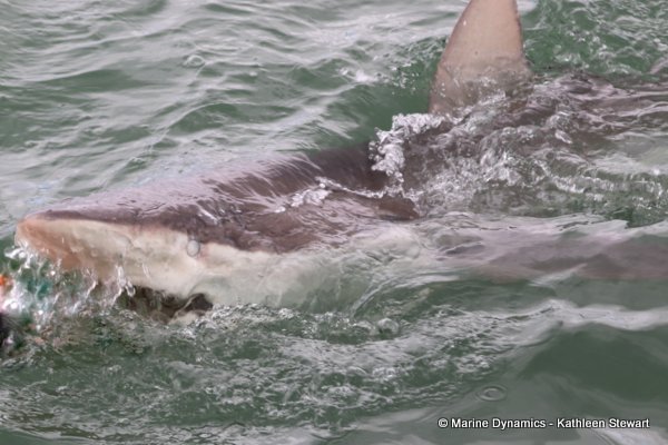 Bronze whaler shark, South Africa