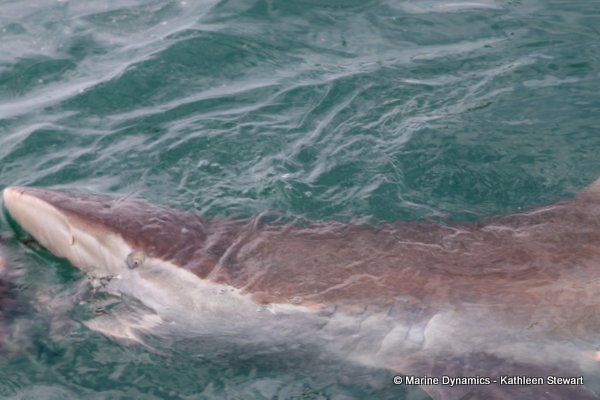 Bronze whaler shark, South Africa
