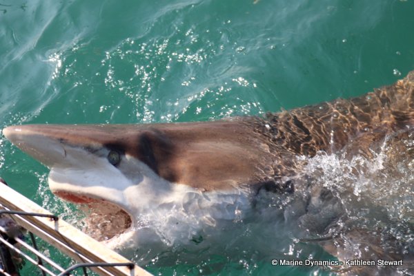 Bronze whaler shark, South Africa
