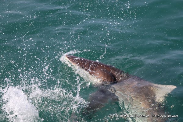 Bronze whaler shark, South Africa