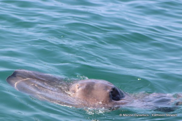 Short-Tailed Stingray, South Africa