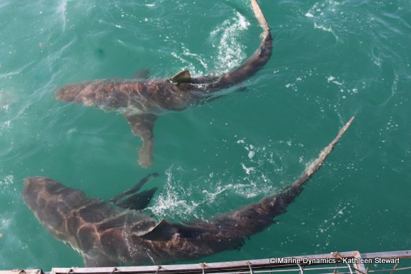 Bronze whaler shark, South Africa