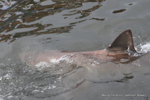 Bronze whaler shark, South Africa