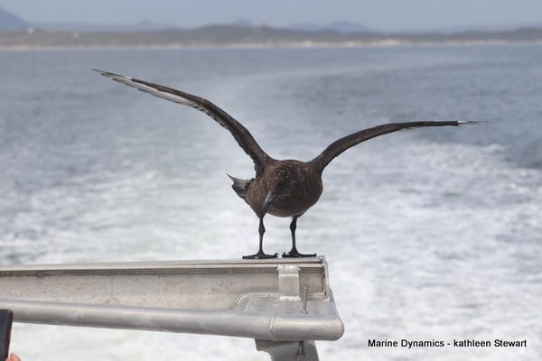 Skua, South Africa