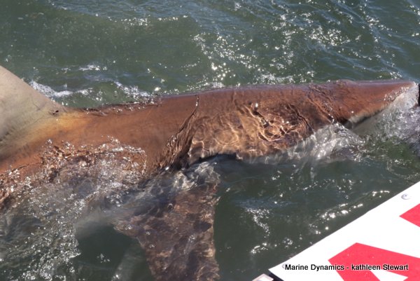 Bronze whaler shark, South Africa