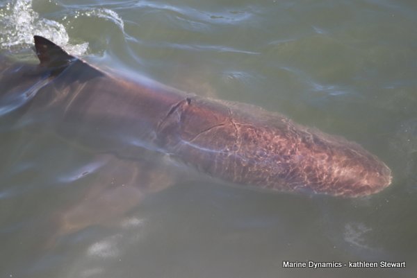 Bronze whaler shark, South Africa