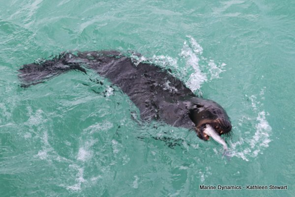 Cape Fur Seal, South Africa
