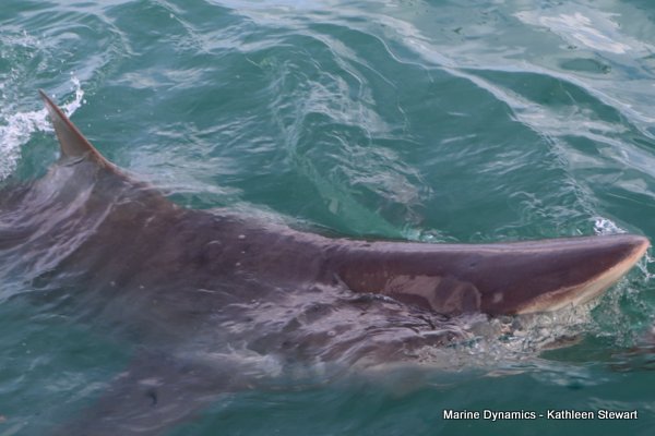 Bronze Whaler Shark, South Africa