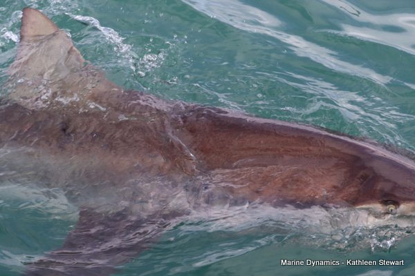 Bronze Whaler Shark, South Africa