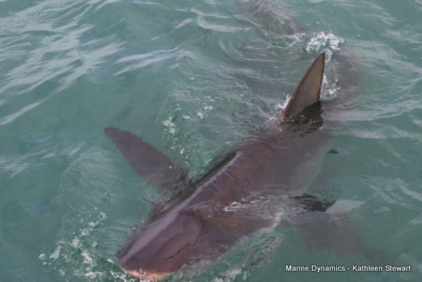 Bronze Whaler Shark, South Africa