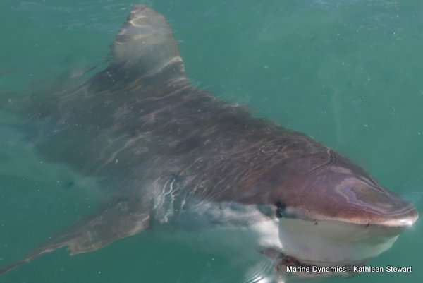 Bronze whaler shark, South Africa