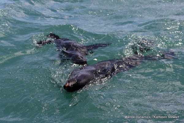 Cape Fur Seal, South Africa