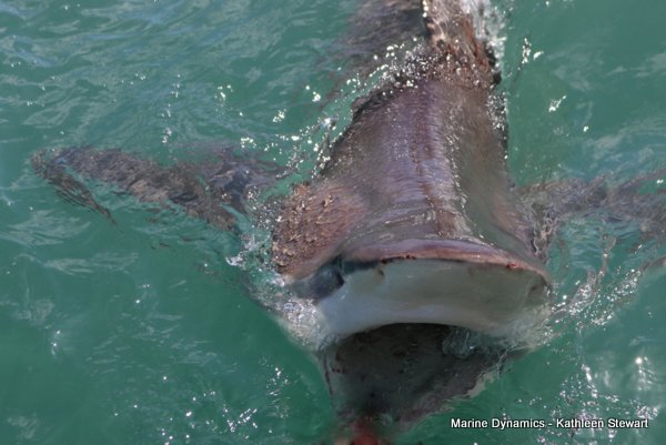 Bronze whaler shark, South Africa