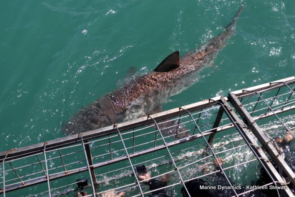 Bronze whaler shark, South Africa