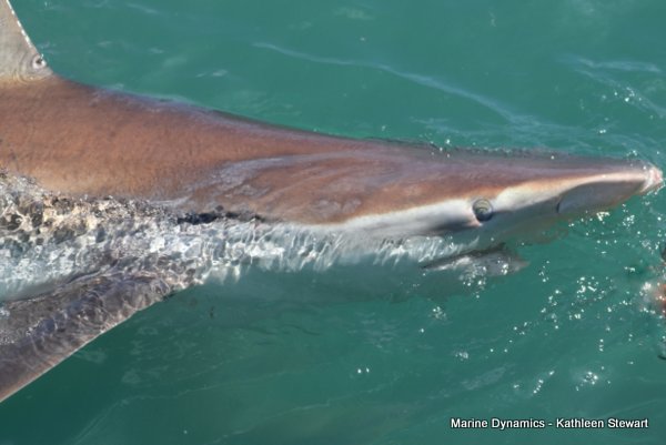 Bronze whaler shark, South Africa