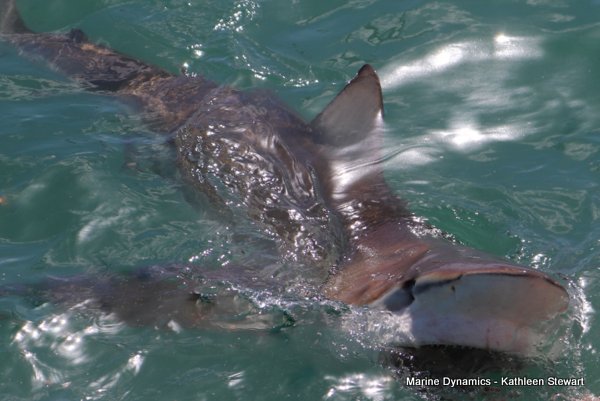 Bronze whaler shark, South Africa