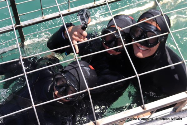 Shark cage diving, South Africa