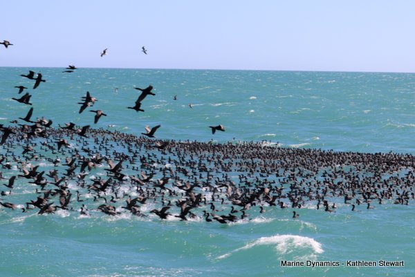 Cape Cormorants, South Africa