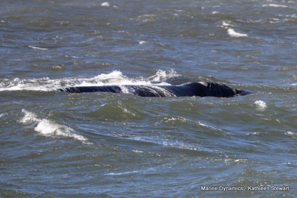 Southern Right Whale, South Africa