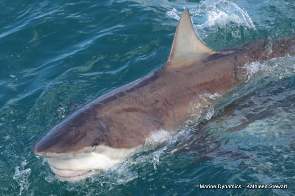 Bronze Whaler Shark, South Africa