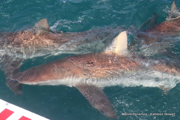 Bronze Whaler Shark, South Africa