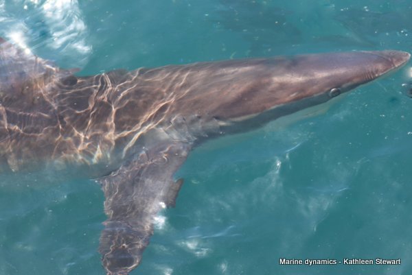 Bronze Whaler Shark, South Africa