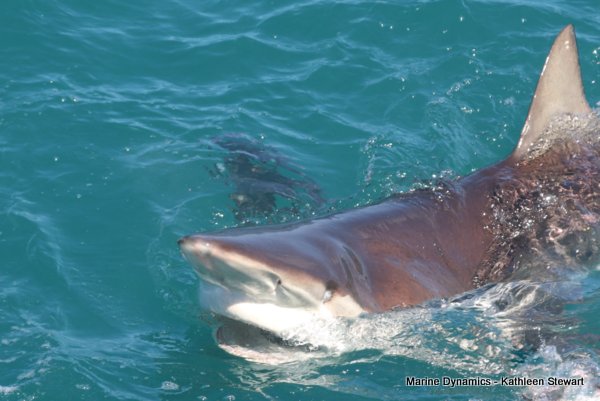 Bronze Whaler Shark, South Africa