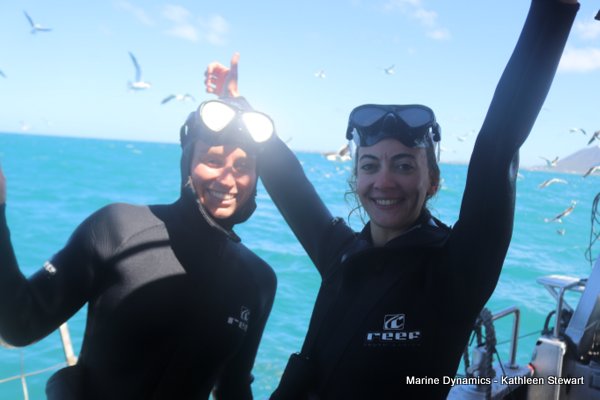 Shark cage diving, South Africa
