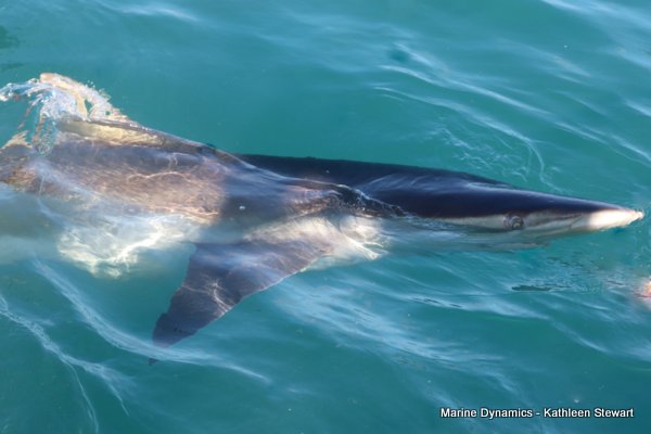 Bronze Whaler Shark, South Africa