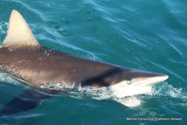 Bronze Whaler Shark, South Africa