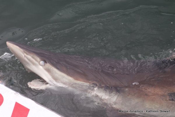 Bronze Whaler Shark, South Africa