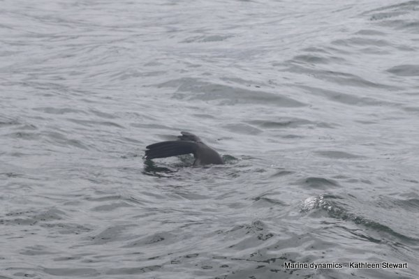 Cape Fur Seal, South AFrica