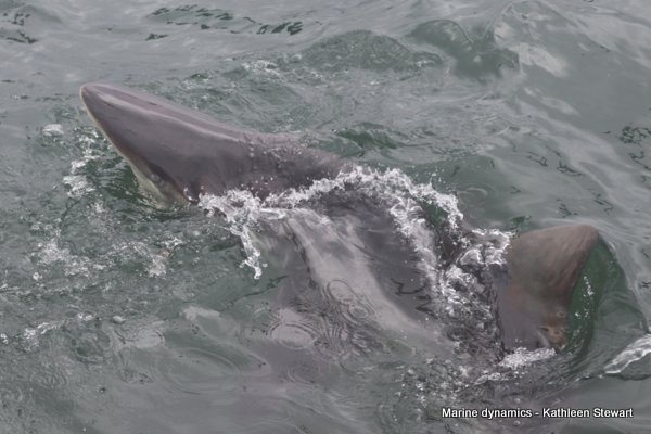 Bronze Whaler Shark, South Africa