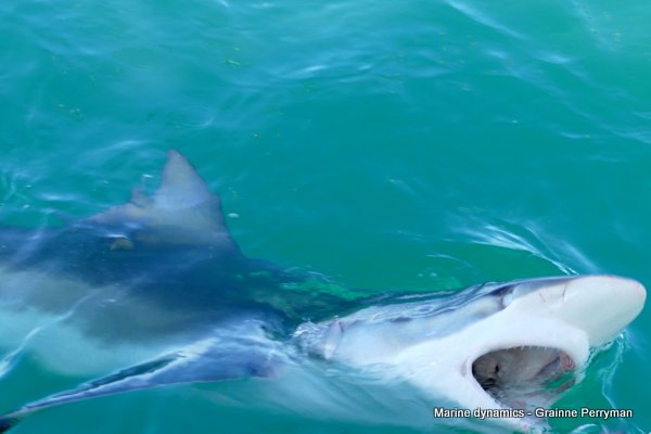 Bronze whaler shark, South Africa