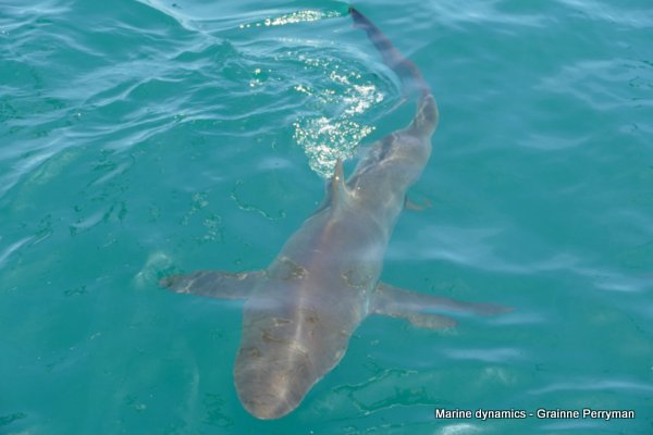 Bronze whaler shark, South Africa