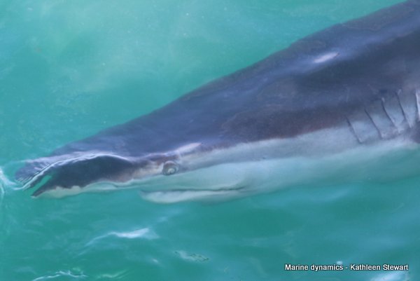 Bronze Whaler Shark, South Africa