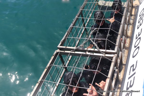 Shark Cage Diving, South Africa