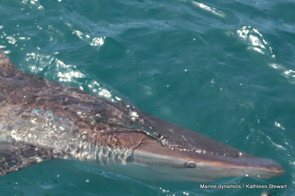 Bronze Whaler Shark, South Africa
