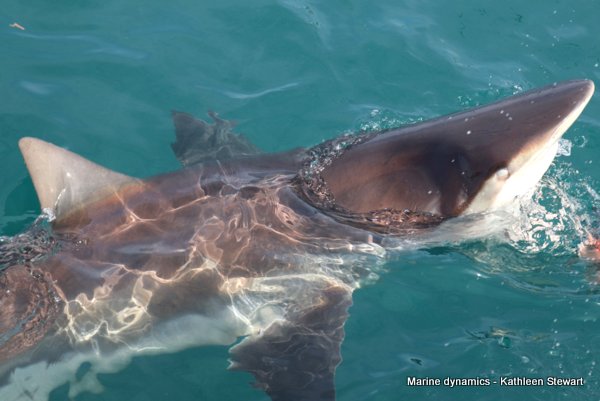 Bronze Whaler Shark, South Africa