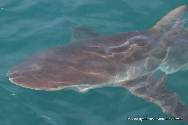 Bronze Whaler Shark, South Africa