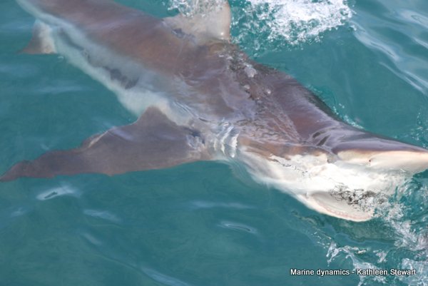 Bronze Whaler Shark, South Africa