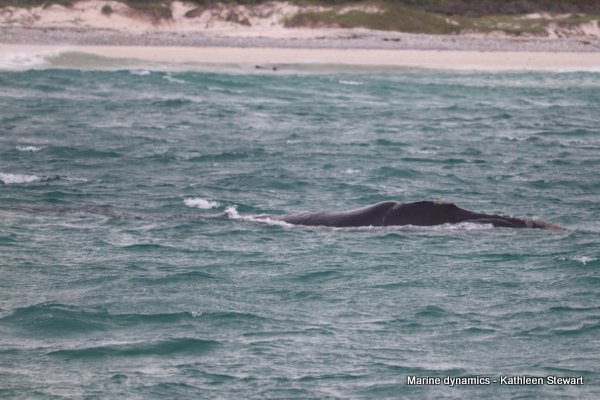 Southern Right Whale, South Africa