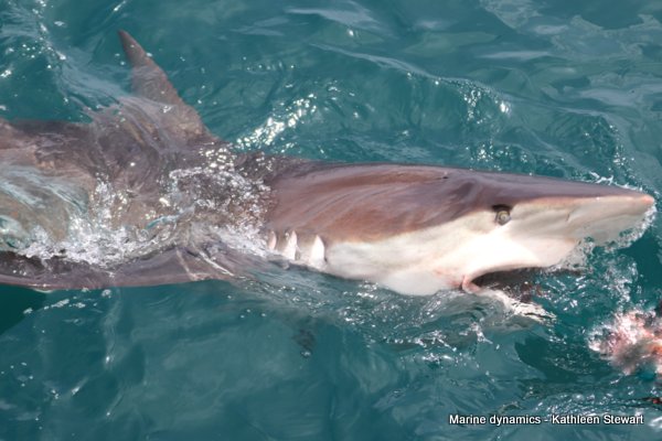 Bronze whaler shark, South Africa
