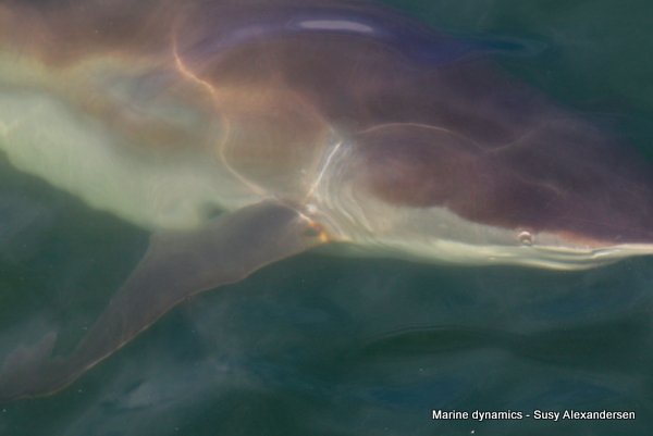 Bronze whaler shark, South Africa