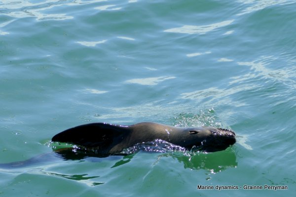 Cape fur seal, South Africa
