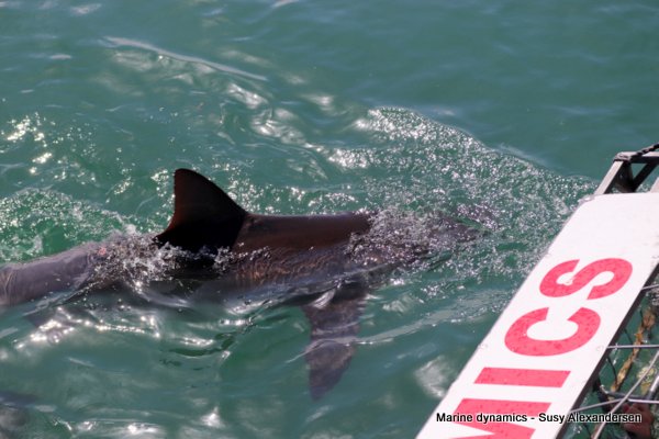 Bronze whaler shark South africa