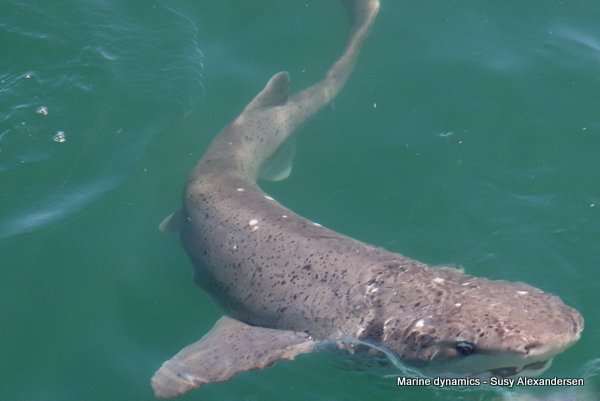 Broadnose sevengill shark, south africa