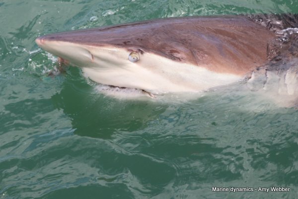 Bronze whaler sharks, Gansbaai, South Africa
