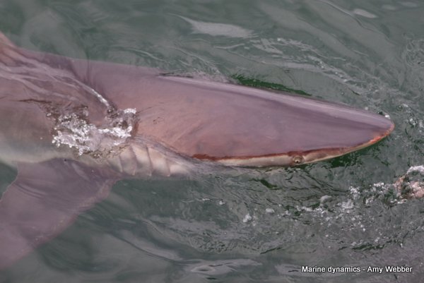 Bronze whaler sharks, South Africa